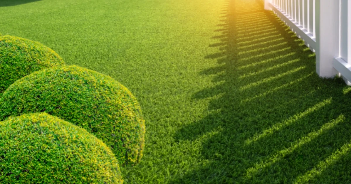 Manicured artificial lawn with round green shrubs beside a white picket fence in morning sunlight.